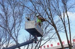 物业修剪树木的叫什么(物业对树木进行修剪需要对业主进行意见征询吗)