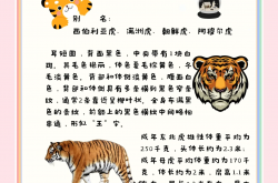 四虎又称为什么(四虎又称为什么虎)